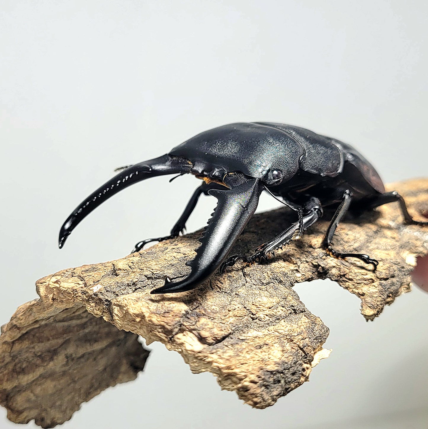 Palawan Stag Beetle (Dorcus titanus palawanicus)