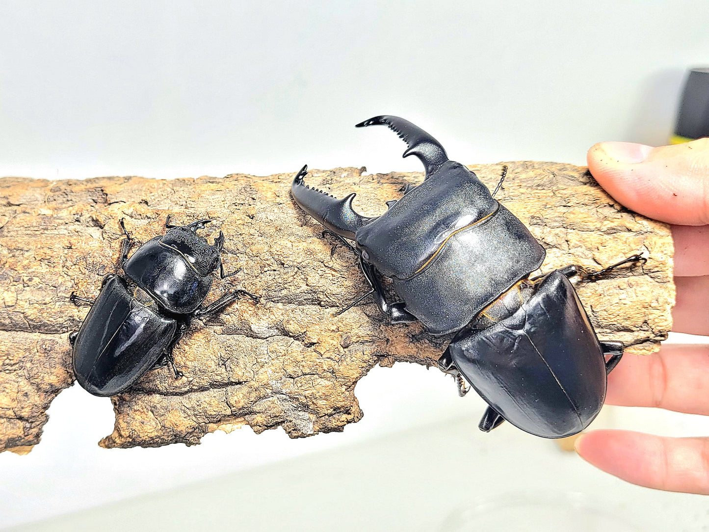 Palawan Stag Beetle (Dorcus titanus palawanicus)