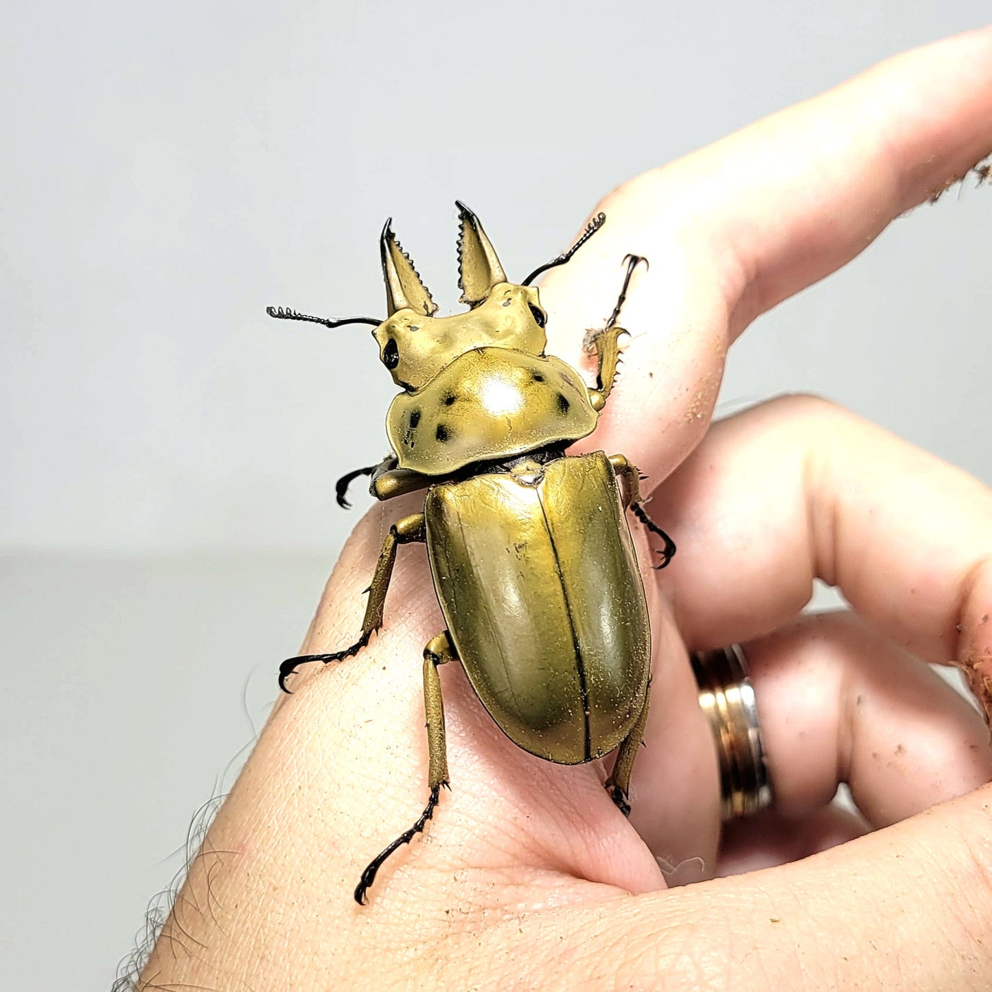 Golden Stag Beetle (Allotopus moellenkampi moseri)