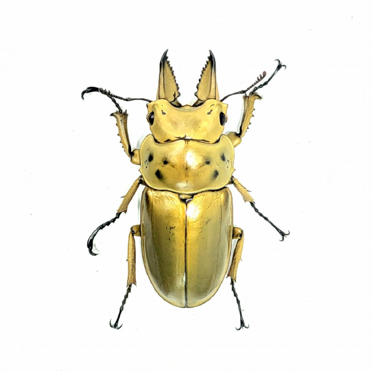 Golden Stag Beetle (Allotopus moellenkampi moseri)