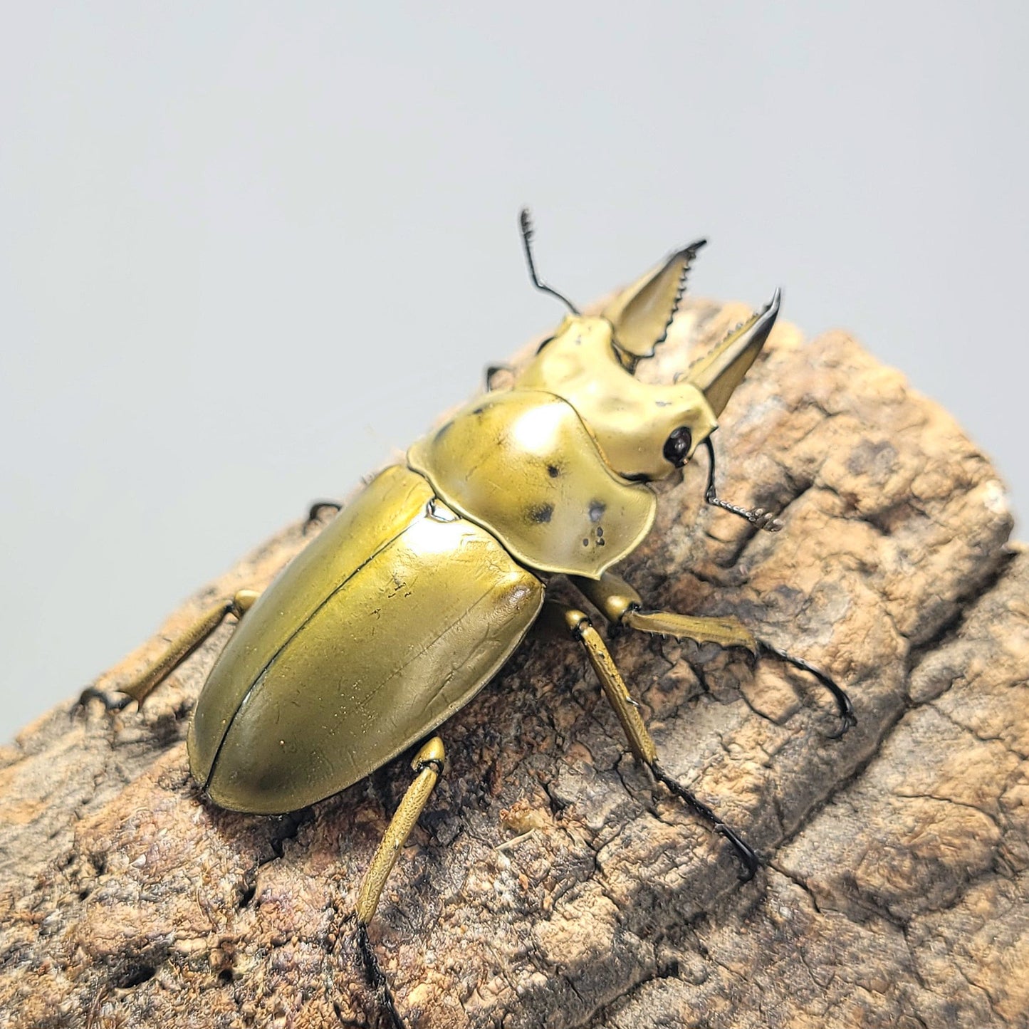 Golden Stag Beetle (Allotopus moellenkampi moseri)