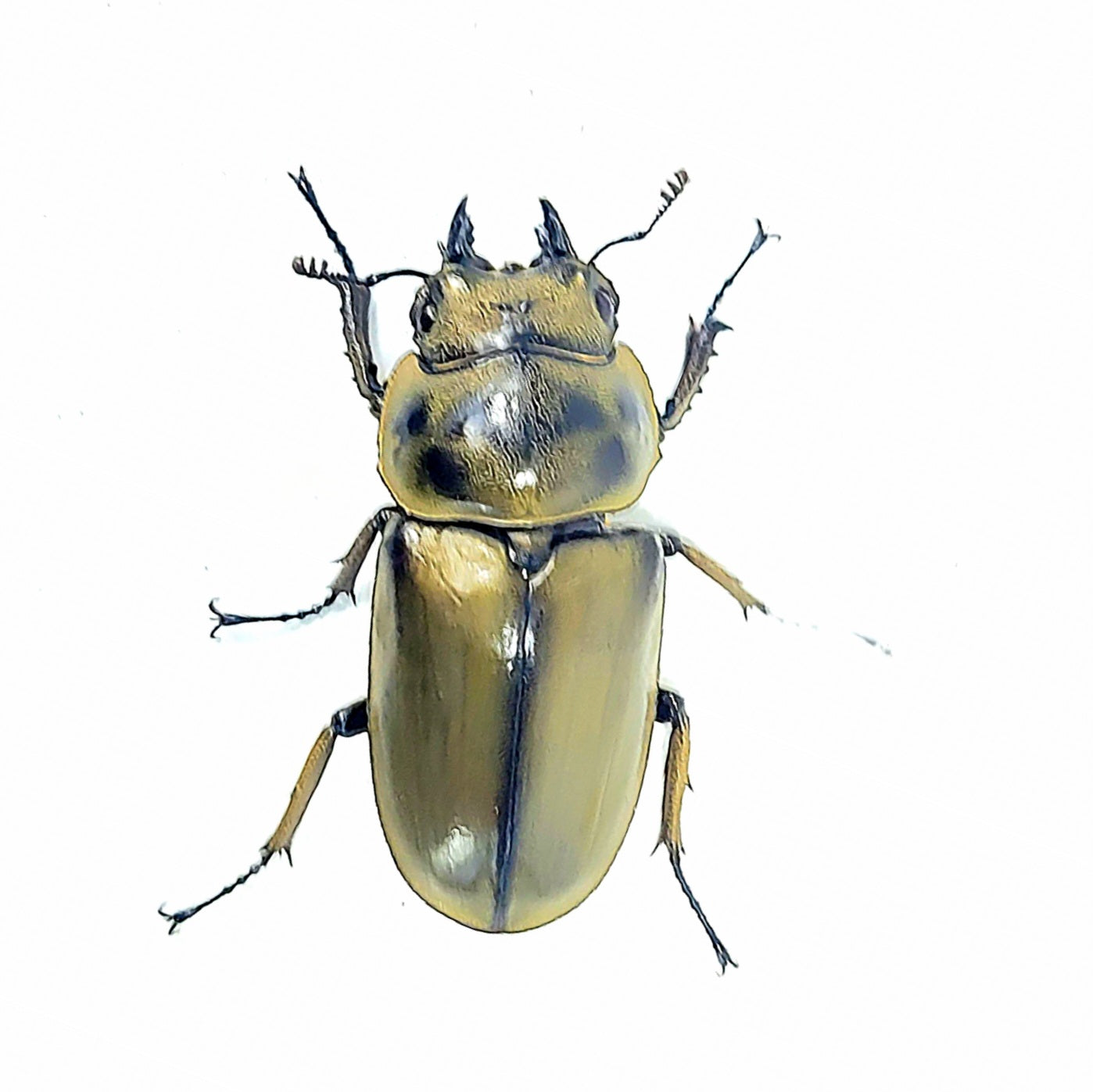 Golden Stag Beetle (Allotopus moellenkampi moseri)