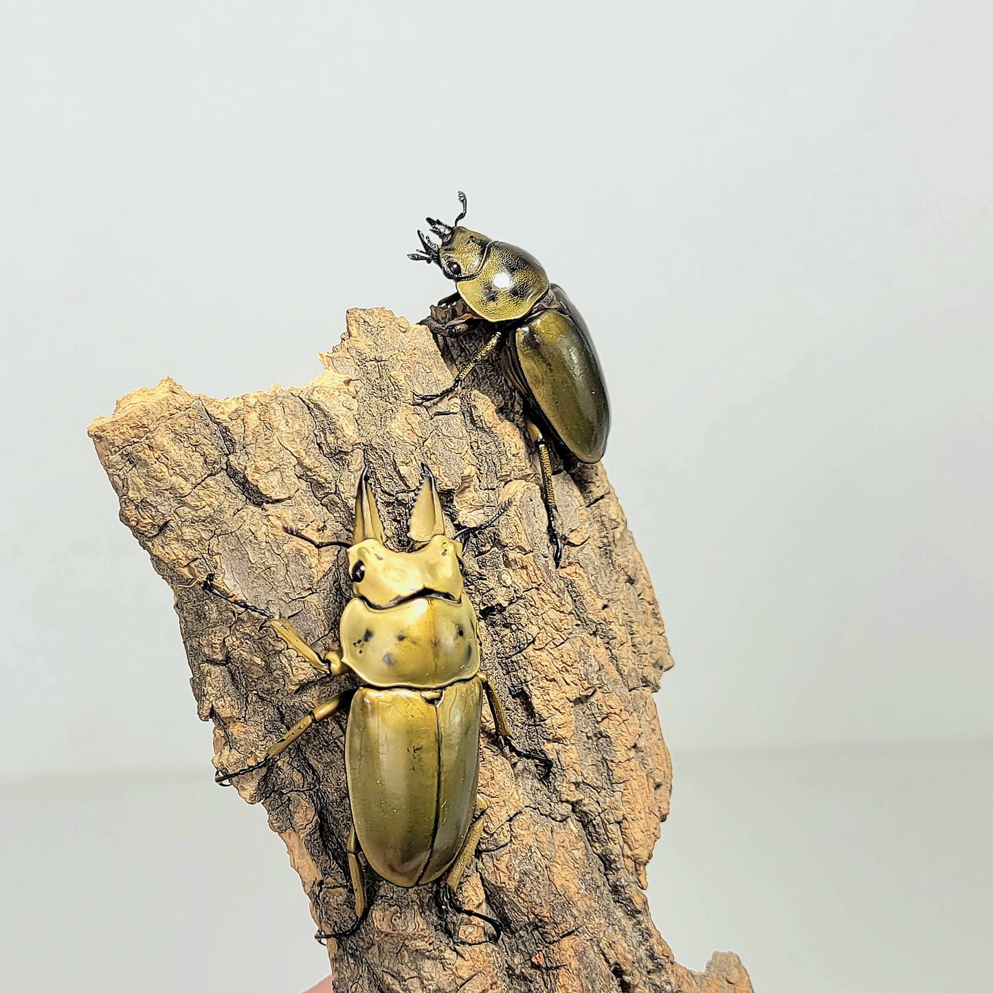 Golden Stag Beetle (Allotopus moellenkampi moseri)