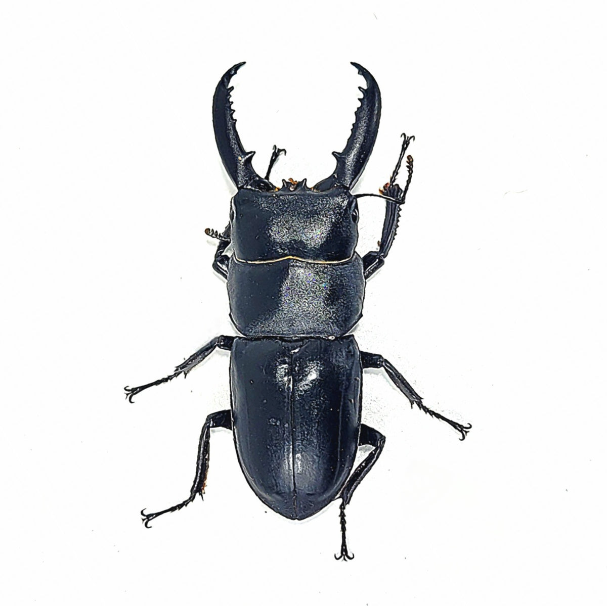 Dorcus Signature Dorcus consentaneus – James' Beetle Farm