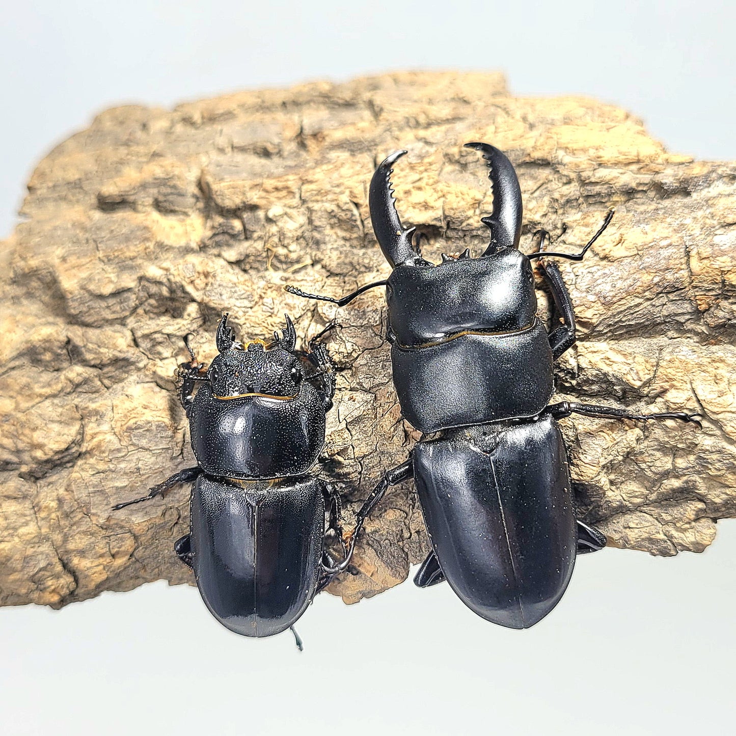 Dorcus consentaneus