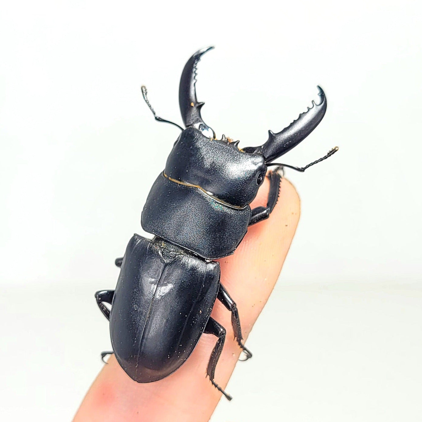 Dorcus consentaneus