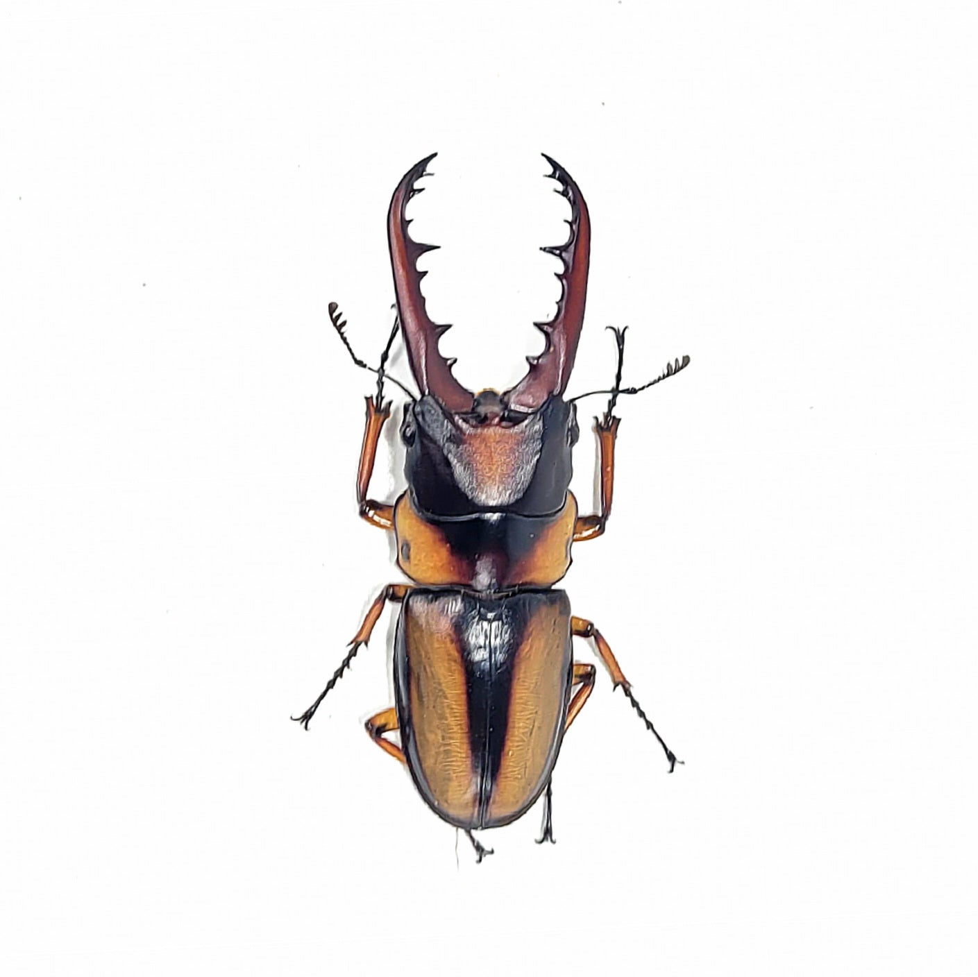 Prosopocoilus savagei