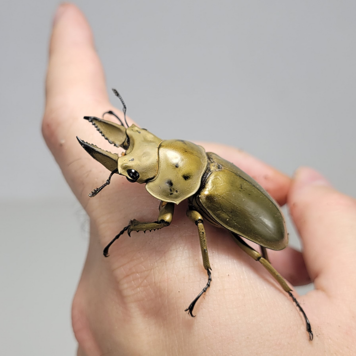 Golden Stag Beetle (Allotopus moellenkampi moseri)