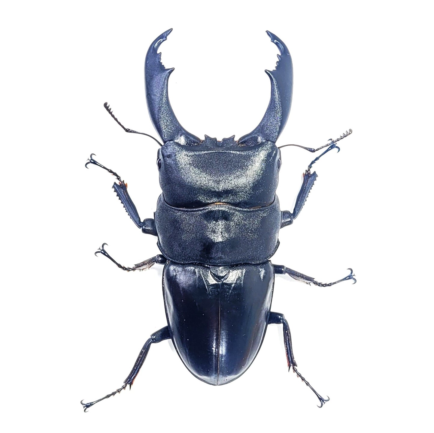 Imperial Stag Beetle (Dorcus titanus imperialis)