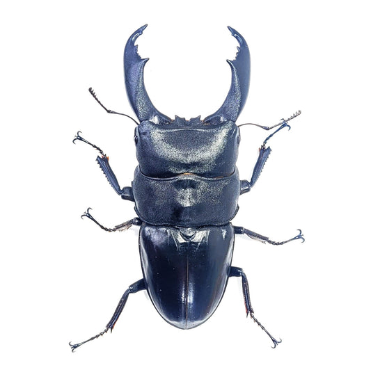 Buy Black Stag Beetles Online - Stag Beetles for Sale – Page 3 – James ...