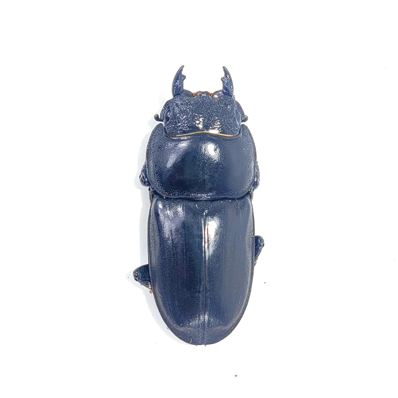 Imperial Stag Beetle (Dorcus titanus imperialis)