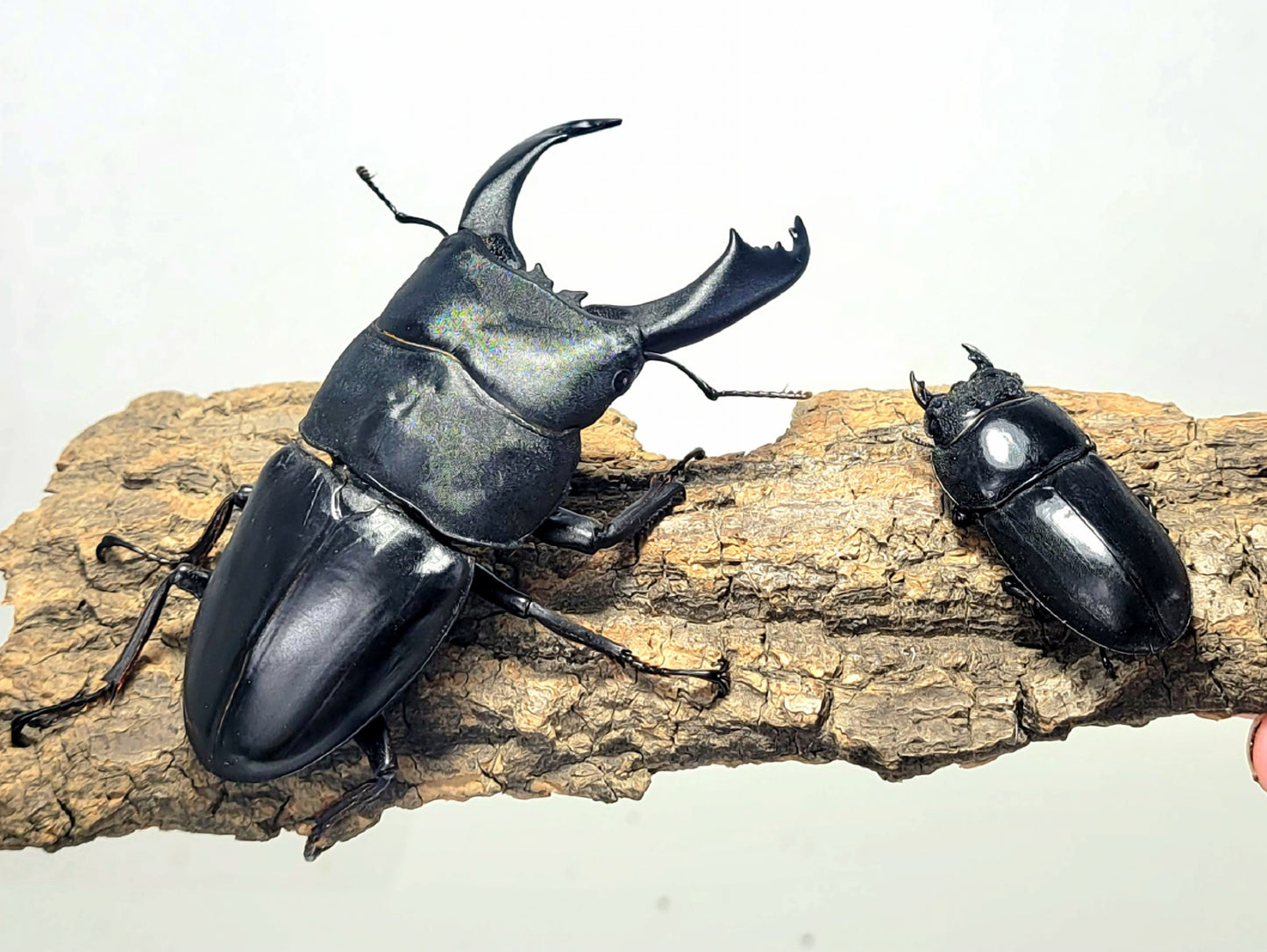 Imperial Stag Beetle (Dorcus titanus imperialis)