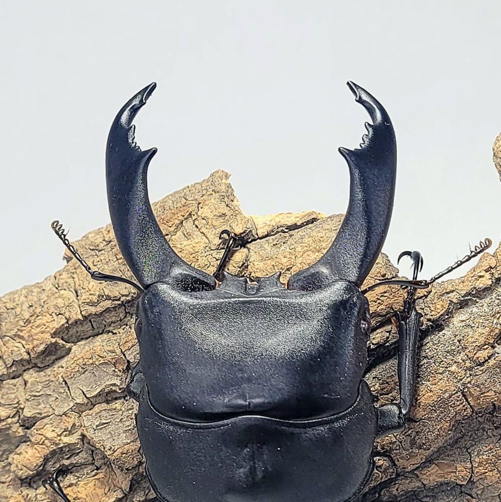 Imperial Stag Beetle (Dorcus titanus imperialis)