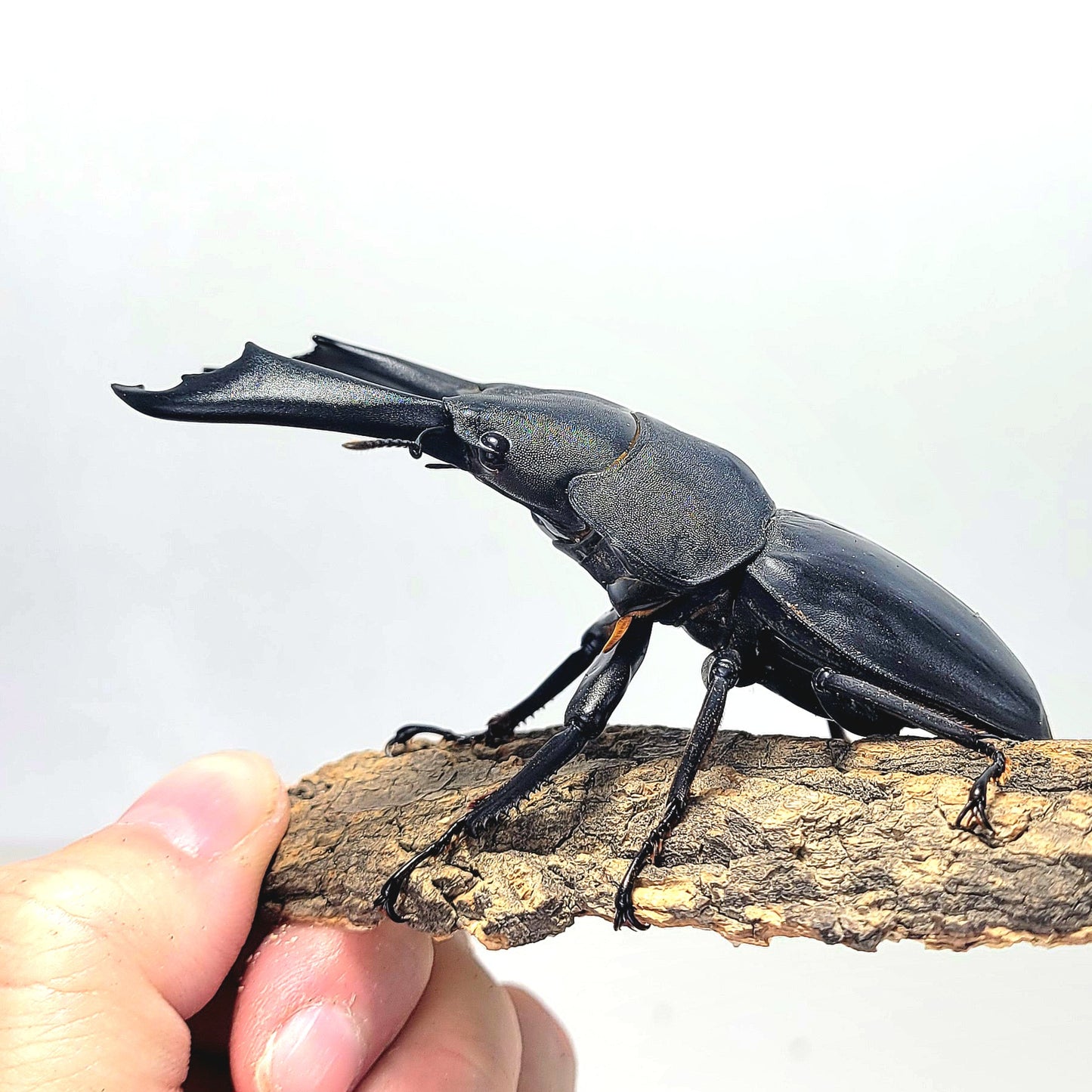 Imperial Stag Beetle (Dorcus titanus imperialis)