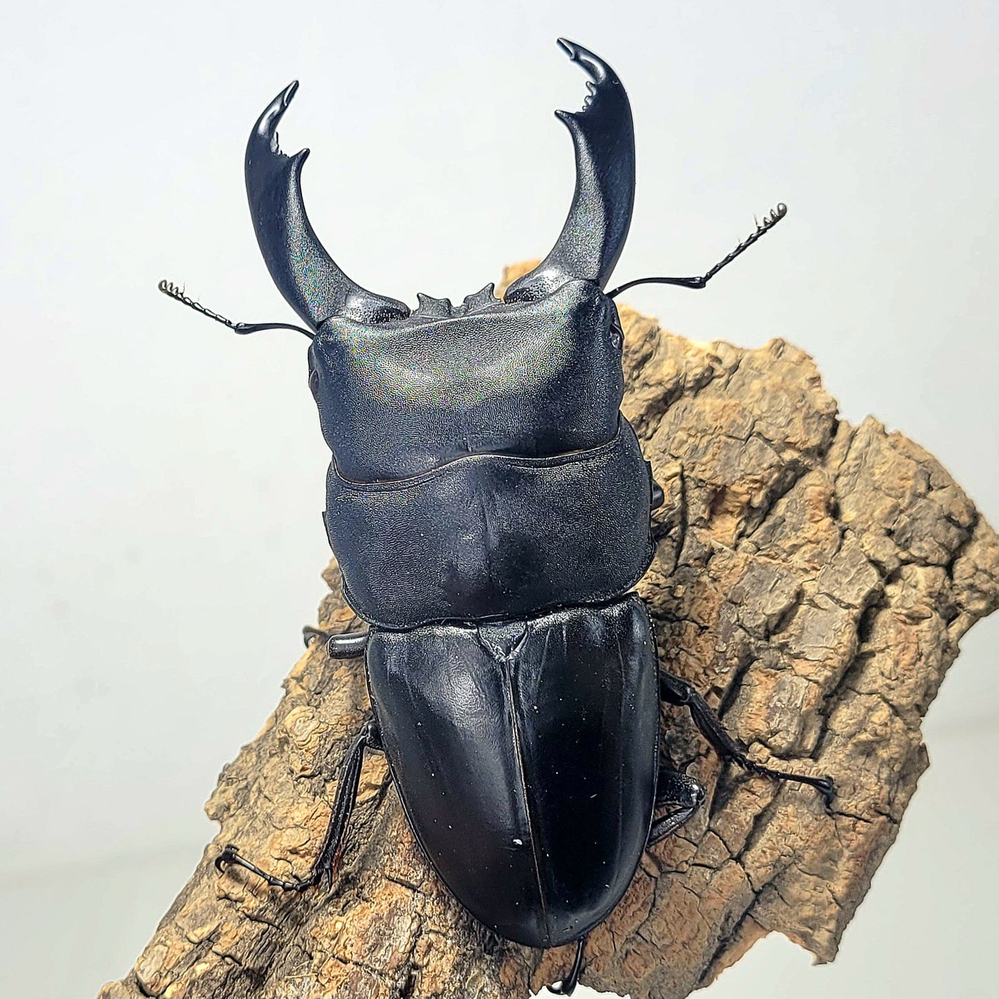 Imperial Stag Beetle (Dorcus titanus imperialis)