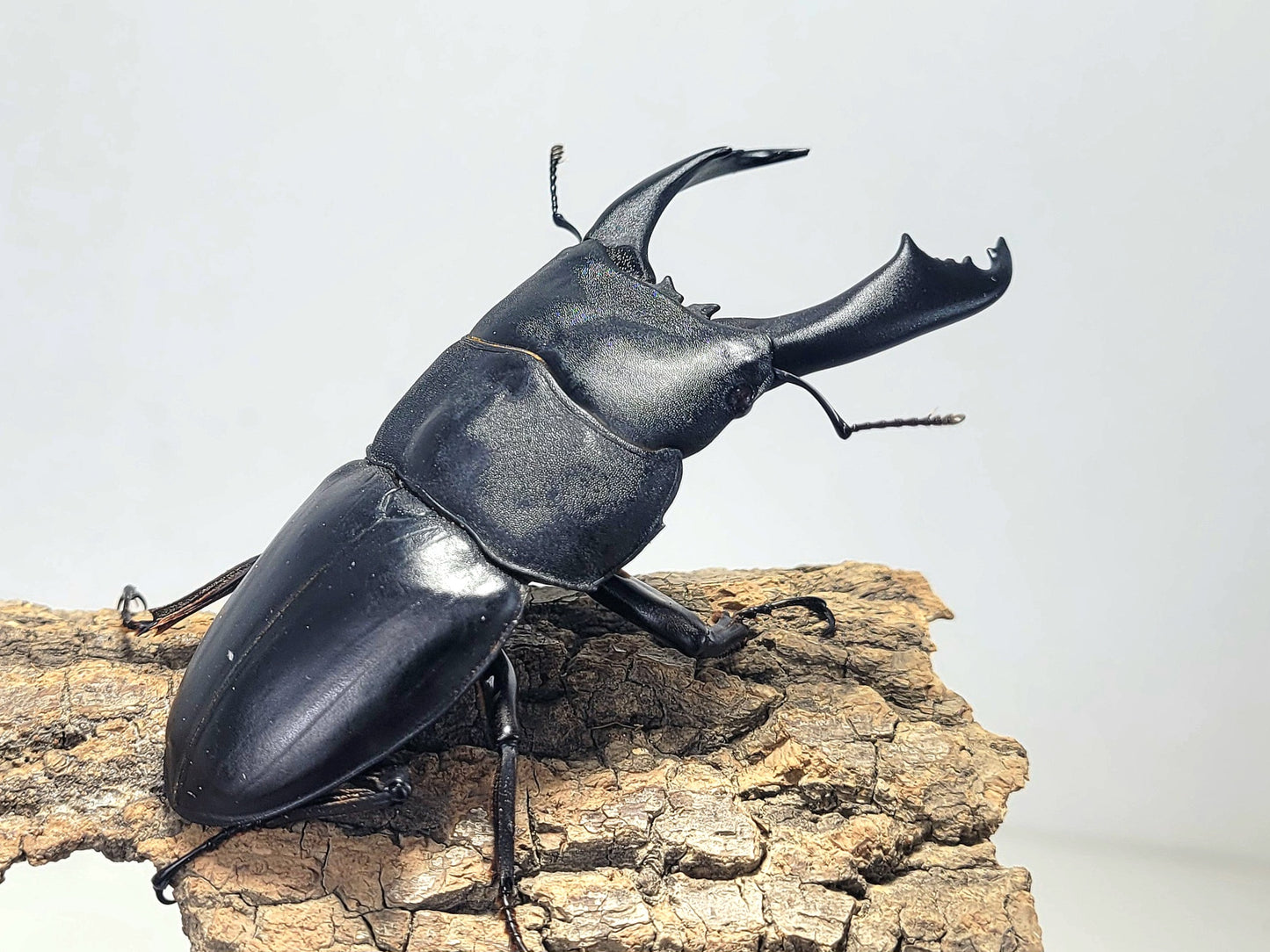 Imperial Stag Beetle (Dorcus titanus imperialis)