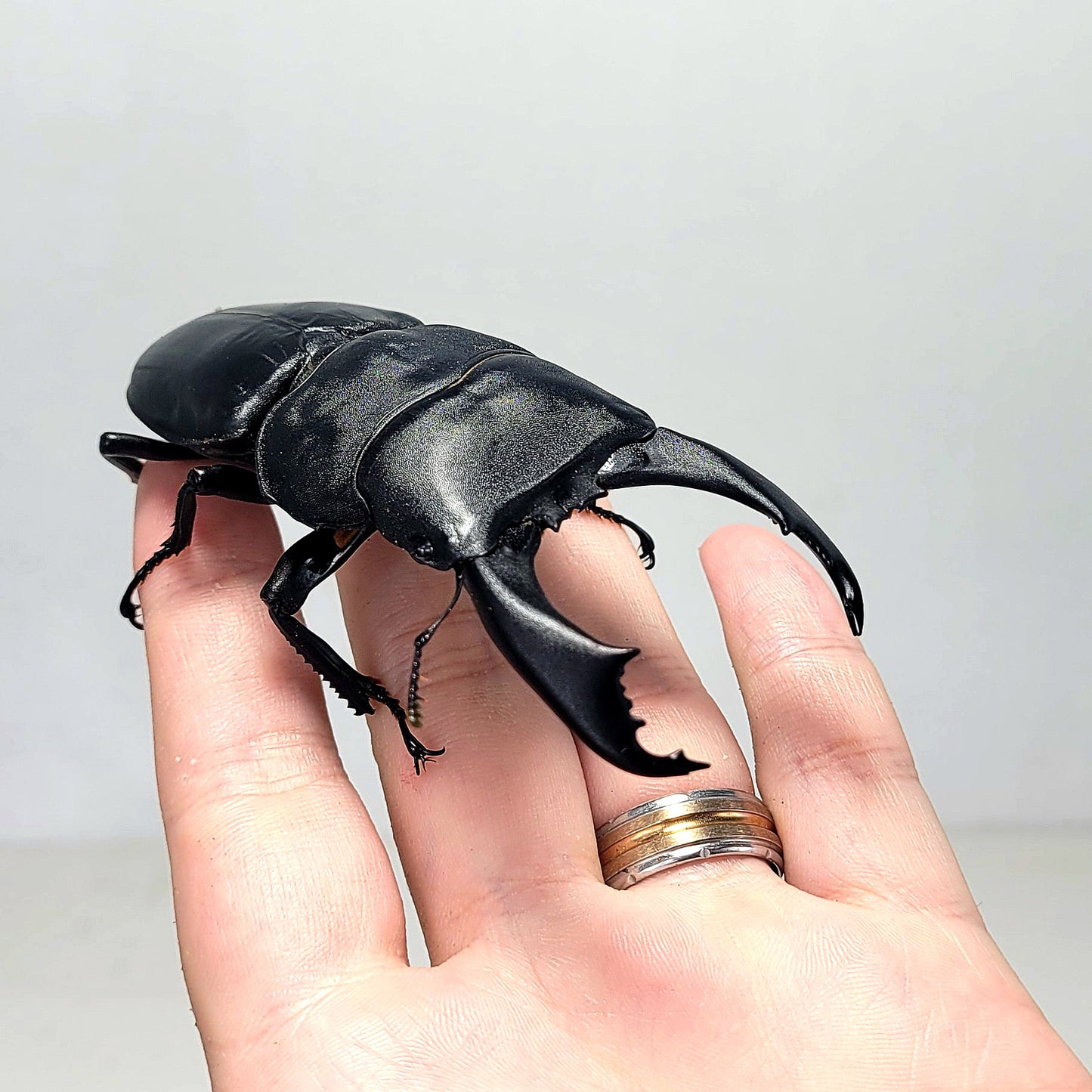 Imperial Stag Beetle (Dorcus titanus imperialis)