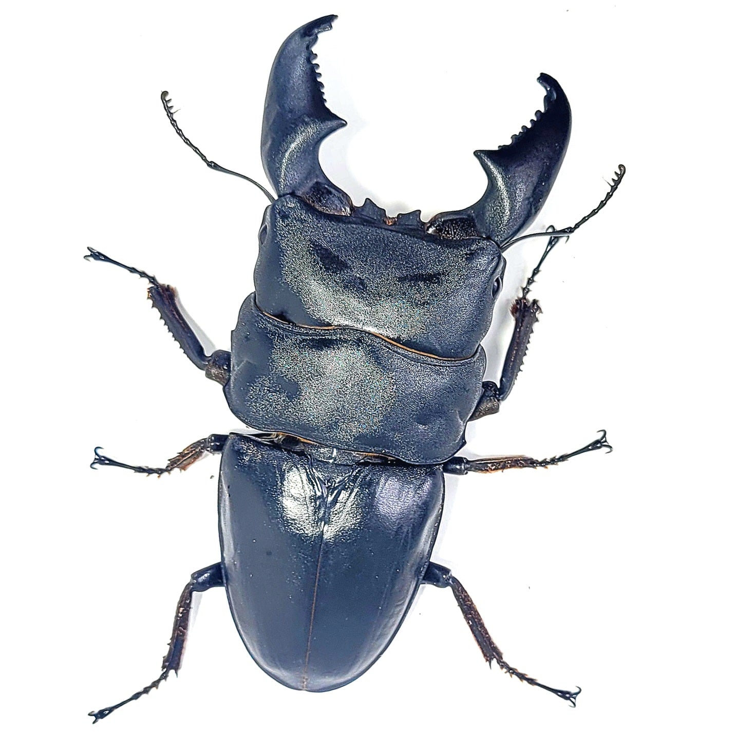 Furious Stag Beetle (Dorcus titanus yasuokai)