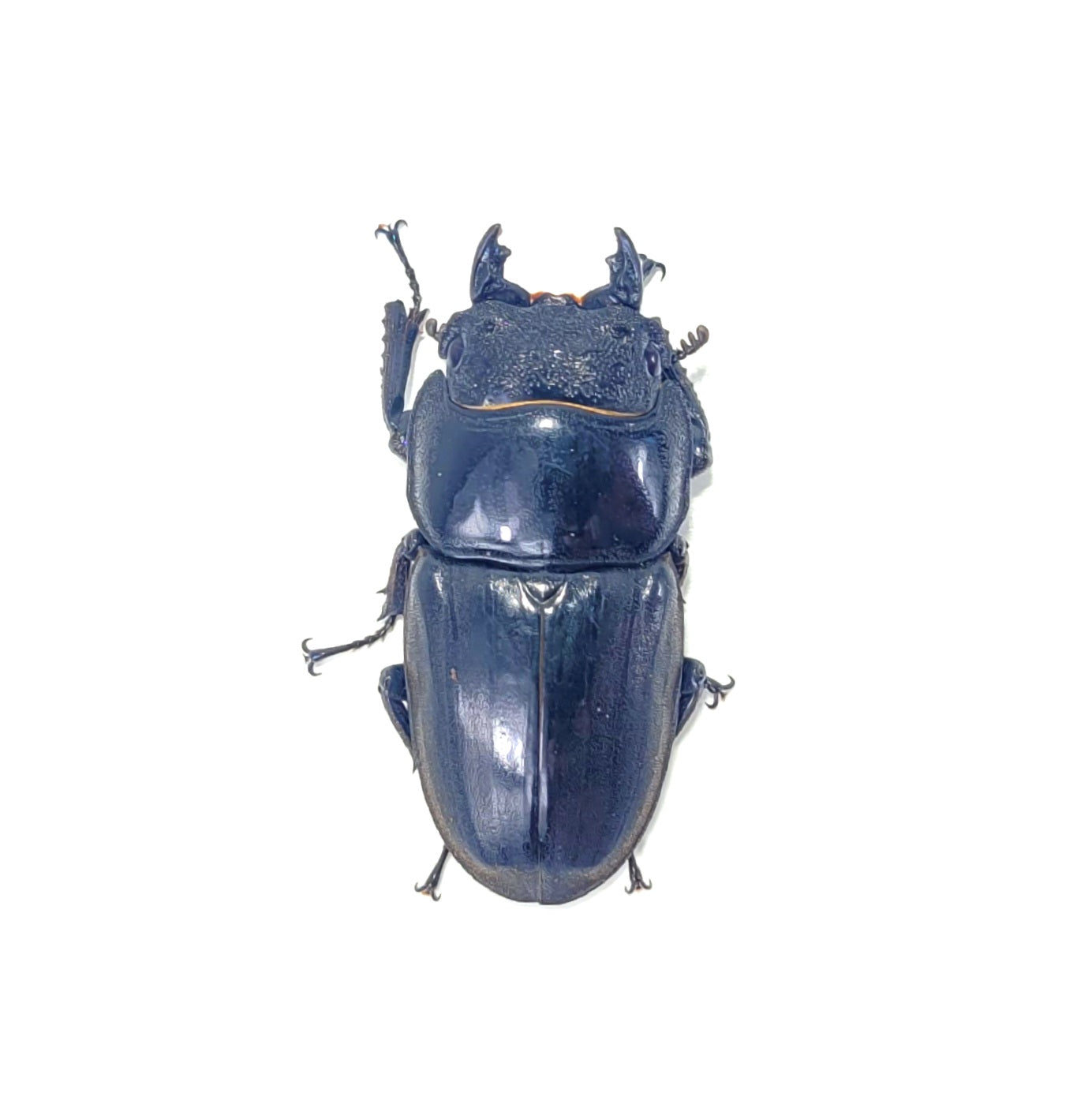 Furious Stag Beetle (Dorcus titanus yasuokai)