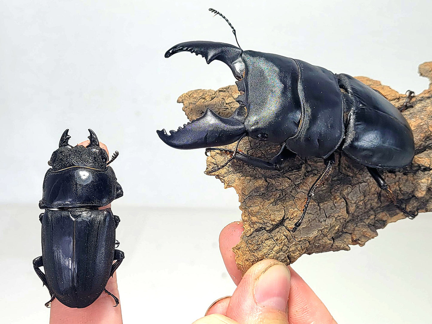 Furious Stag Beetle (Dorcus titanus yasuokai)