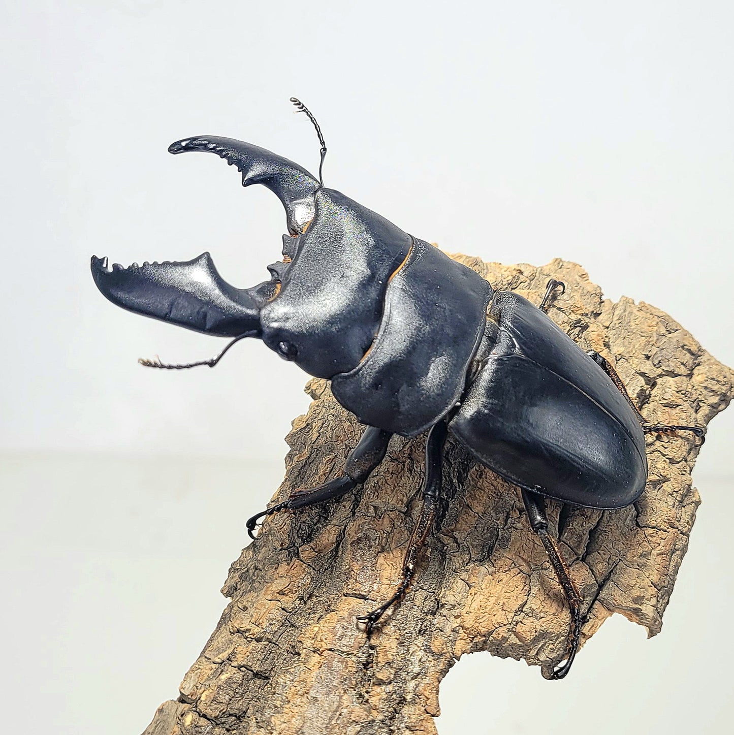 Furious Stag Beetle (Dorcus titanus yasuokai)