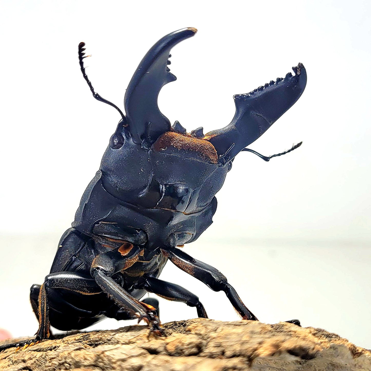 Furious Stag Beetle (Dorcus titanus yasuokai)