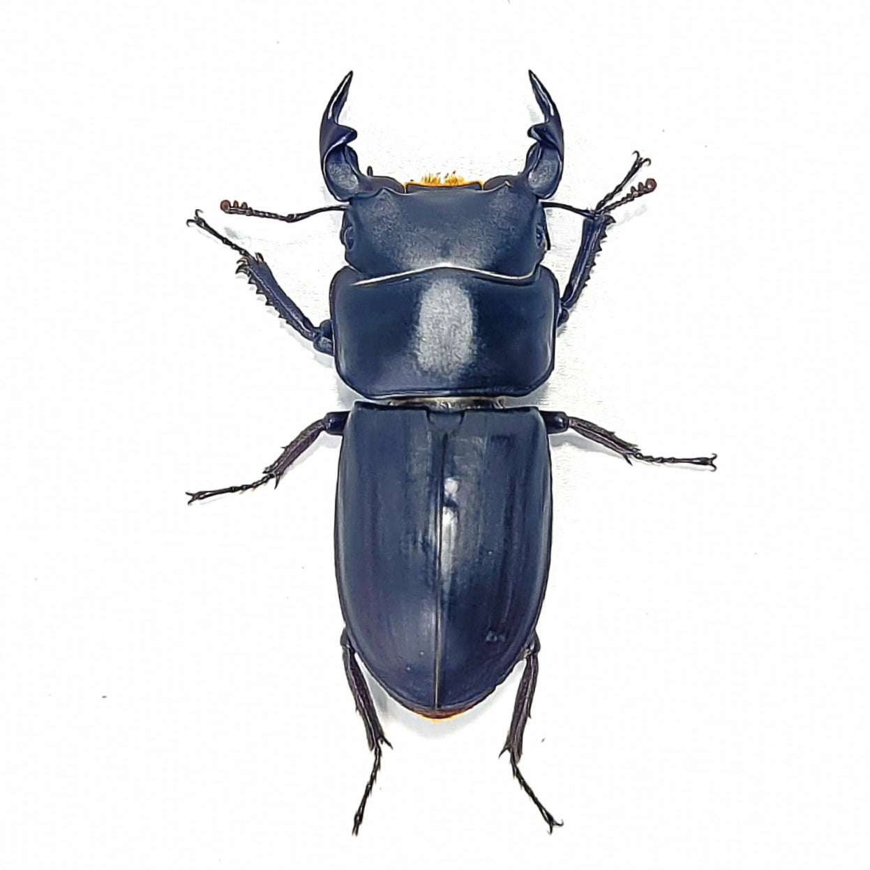 Dorcus Musimon