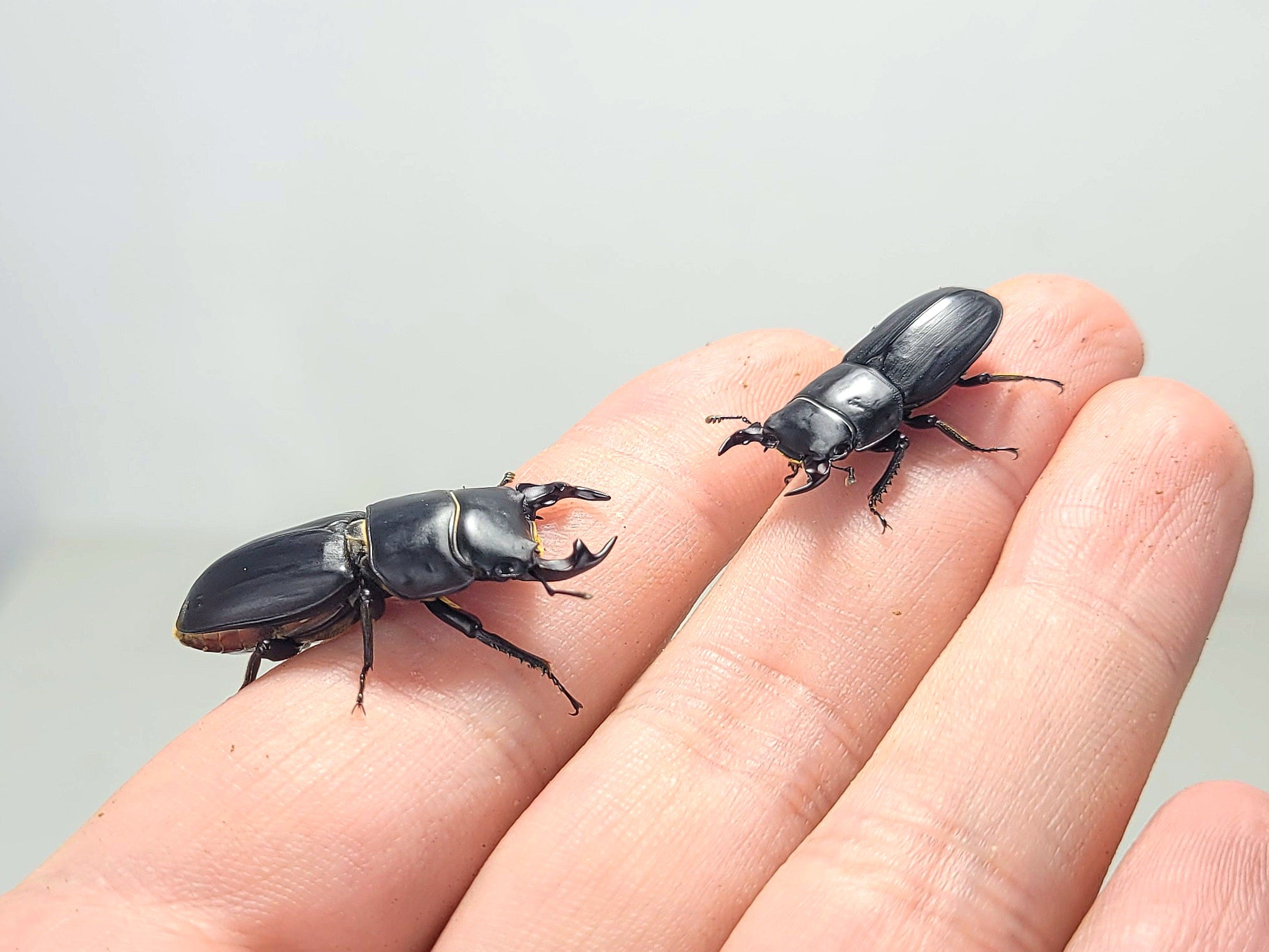 Musimon Dorcus Musimon – James' Beetle Farm