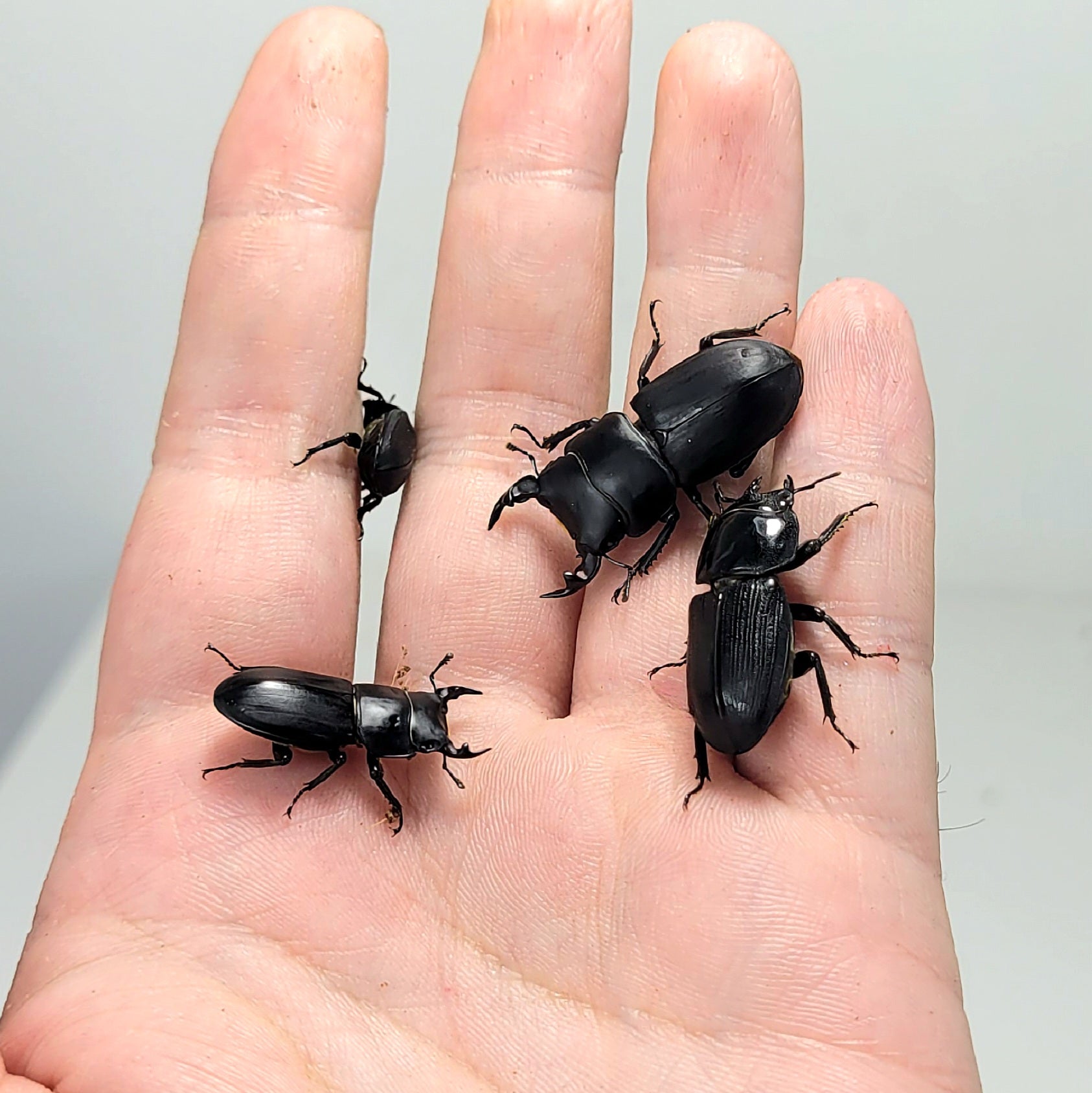 Musimon Dorcus Musimon – James' Beetle Farm