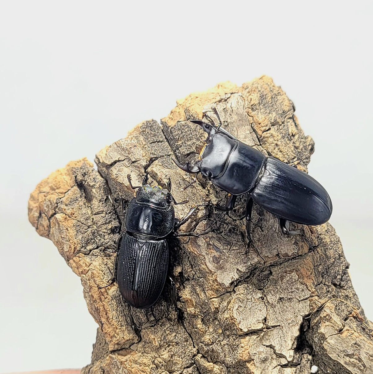 Musimon Dorcus Musimon – James' Beetle Farm