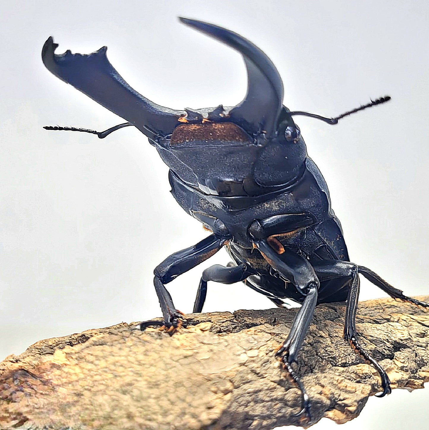 Imperial Stag Beetle (Dorcus titanus imperialis)