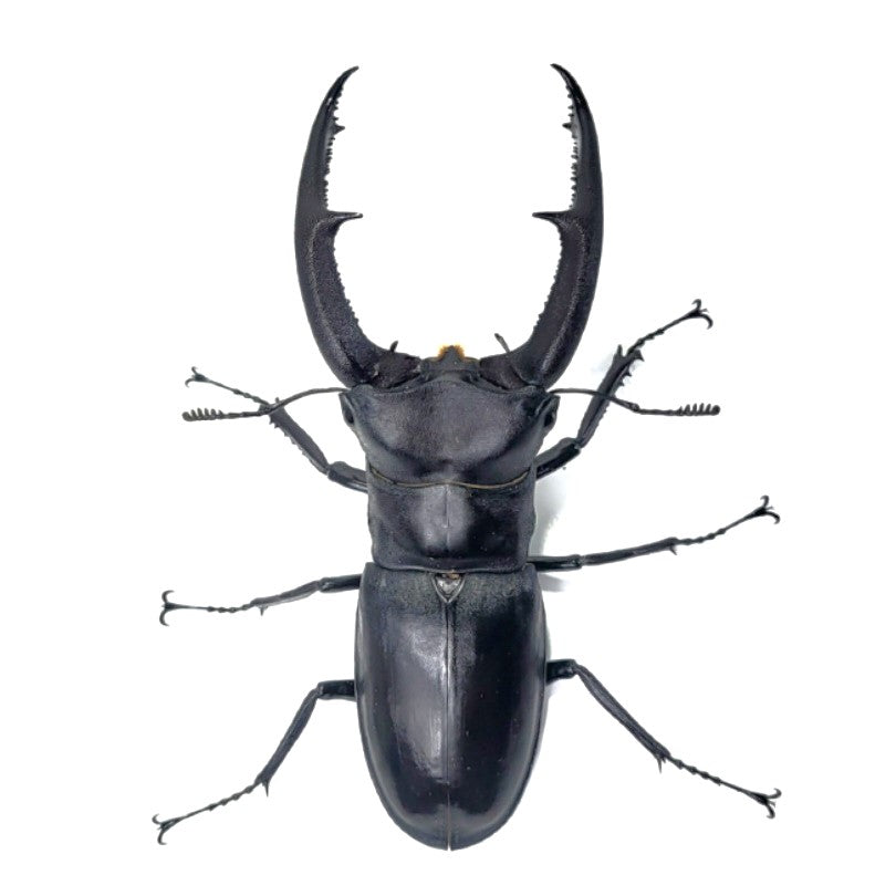 Hexarthrius mandibularus sumatra