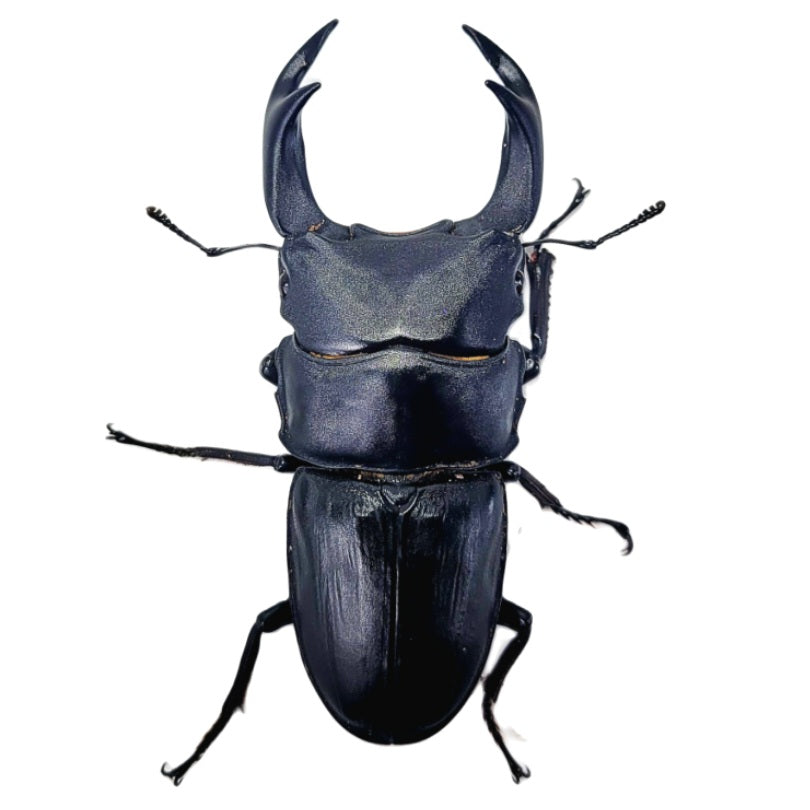 Japan Hope's Stag Beetle (Dorcus hopei binodulosus)