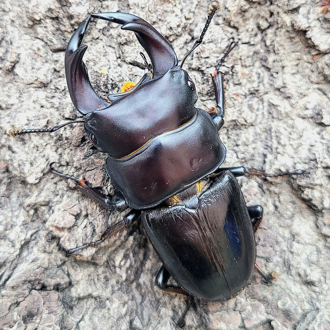 Dorcus Rama Buy Black Stag Beetles Online - Stag Beetles for Sale – James' Beetle Farm