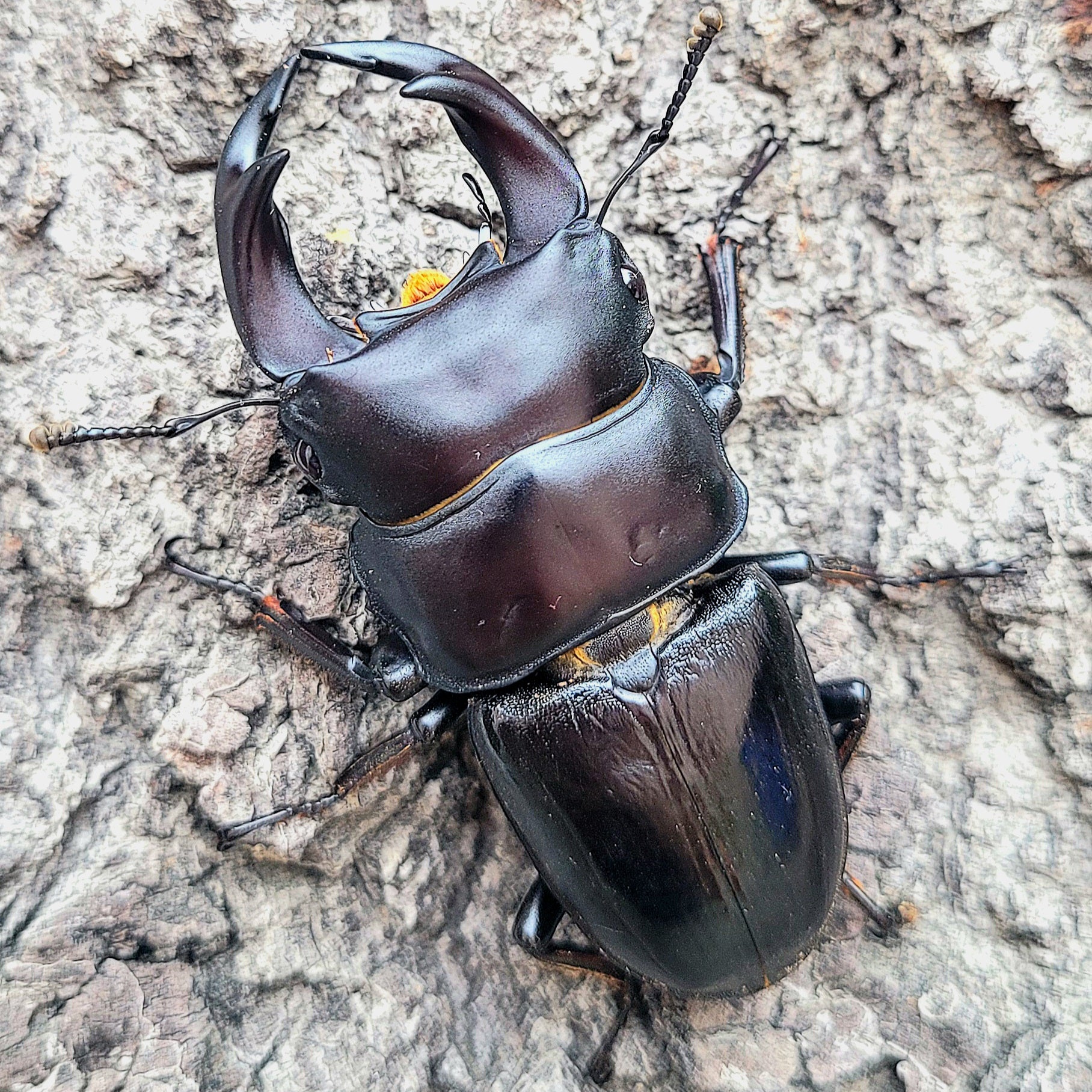 Hope's Stag Beetle (Dorcus hopei hopei) James' Beetle Farm