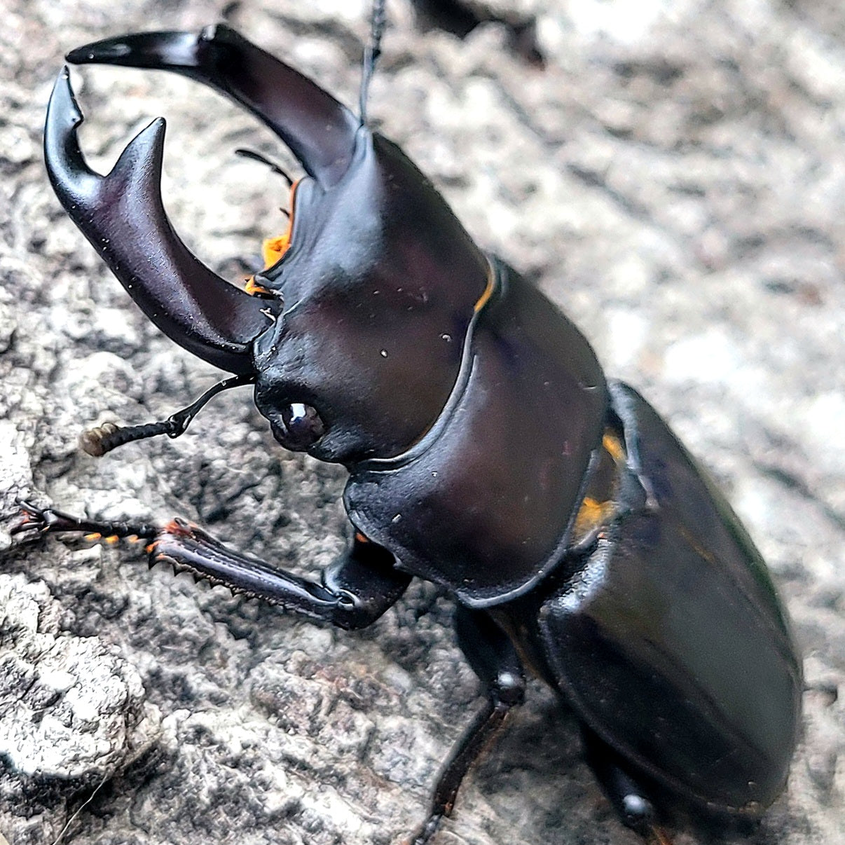 Hope's Stag Beetle (Dorcus hopei hopei)