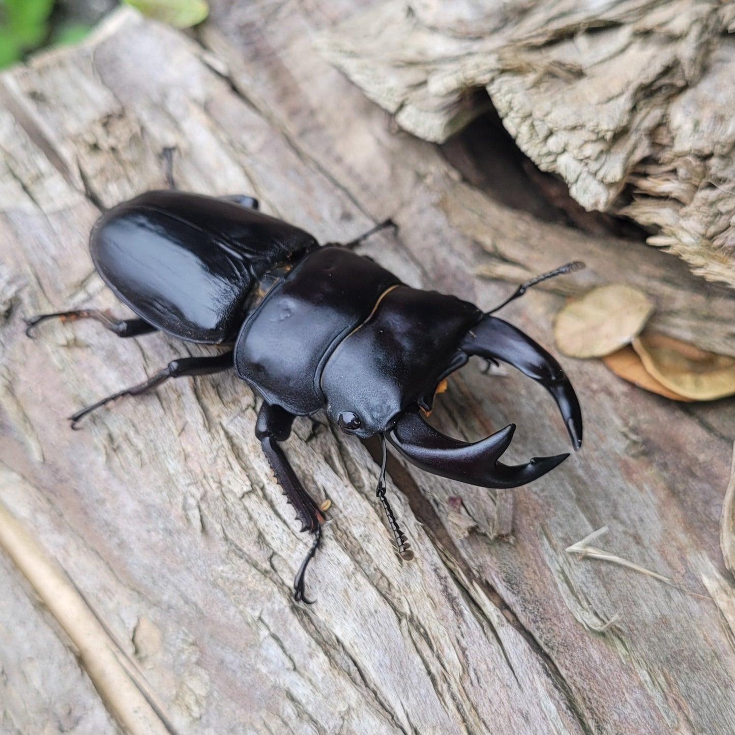 Hope's Stag Beetle (Dorcus hopei hopei)