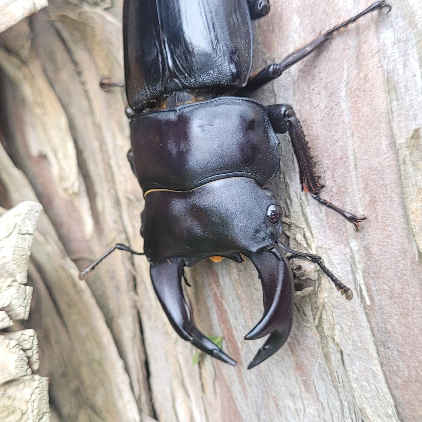 Hope's Stag Beetle (Dorcus hopei hopei)