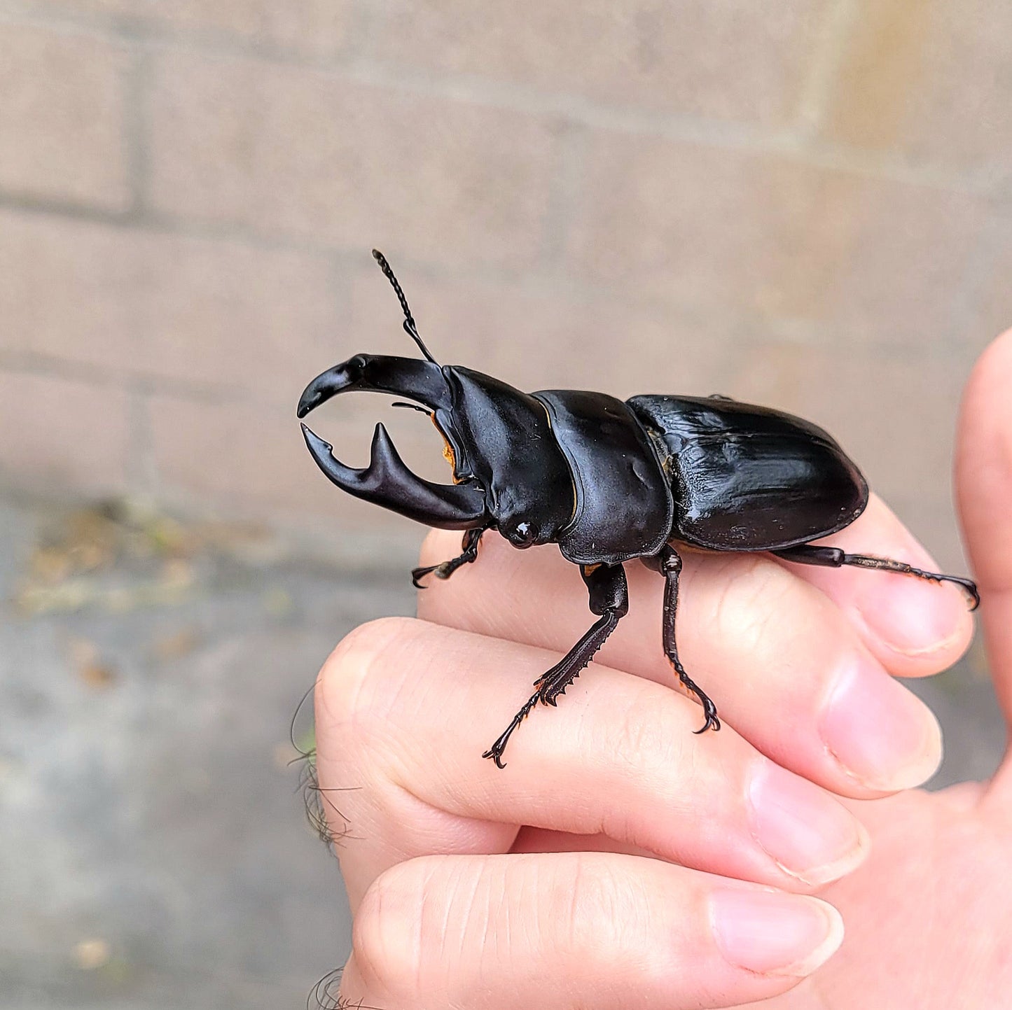 Hope's Stag Beetle (Dorcus hopei hopei)