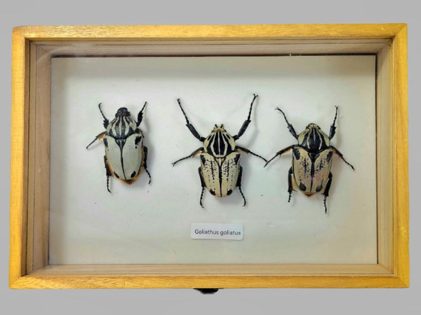 Medium: Goliath Beetle specimen box