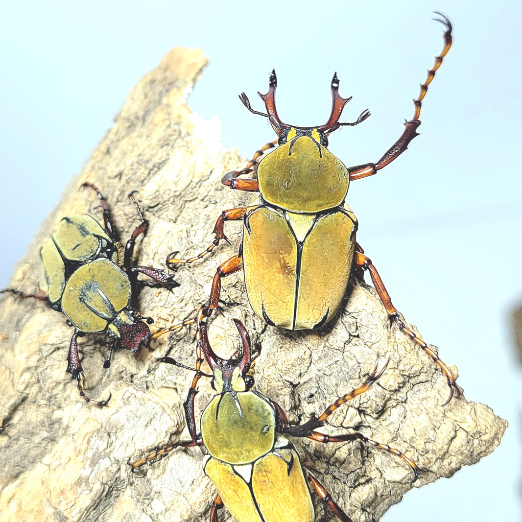 Giant Flower Beetle for Sale Online James' Beetle Farm