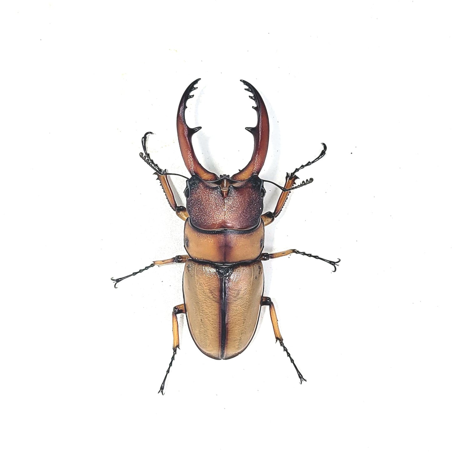 Prosopocoilus astacoides blanchardi