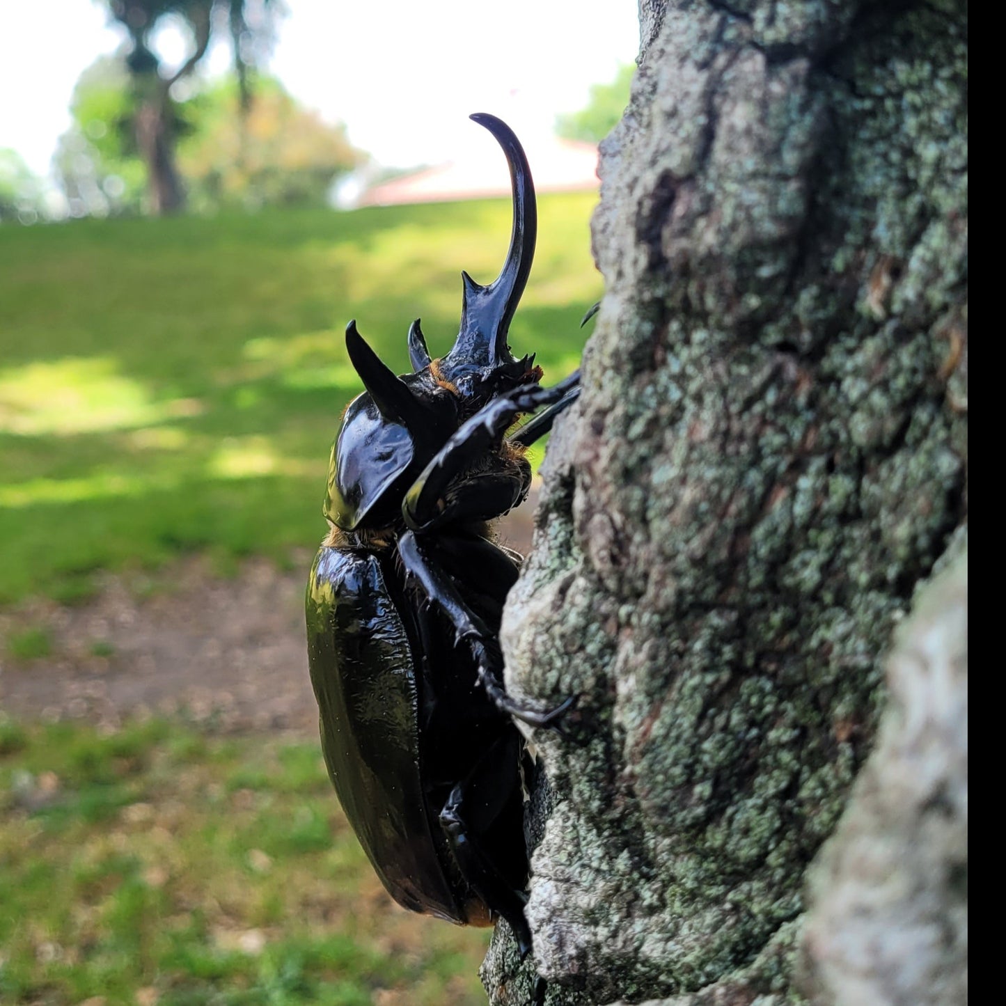 Mars Rhino Beetle (Megasoma mars)