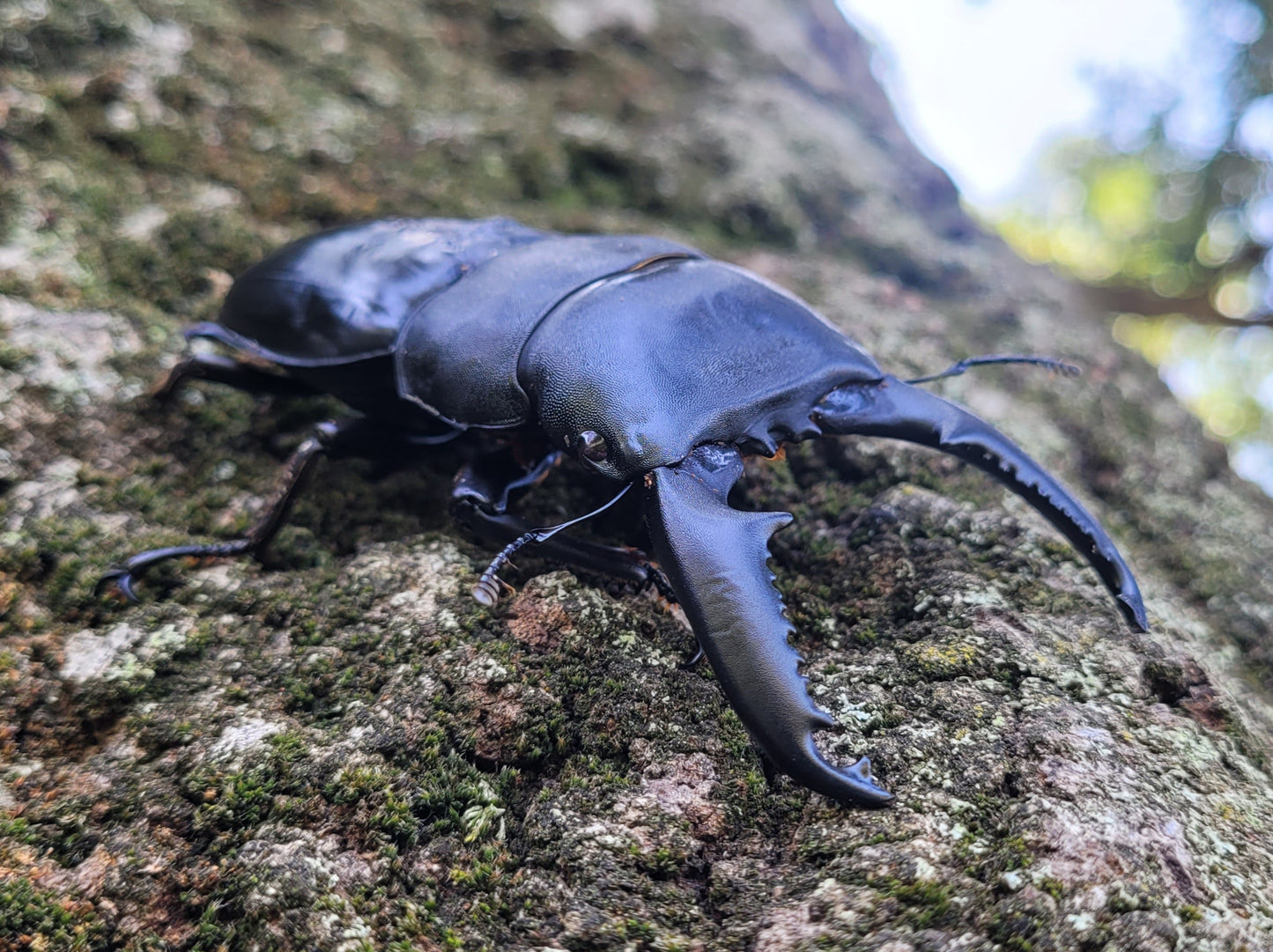 Palawan Stag Beetle (Dorcus titanus palawanicus)