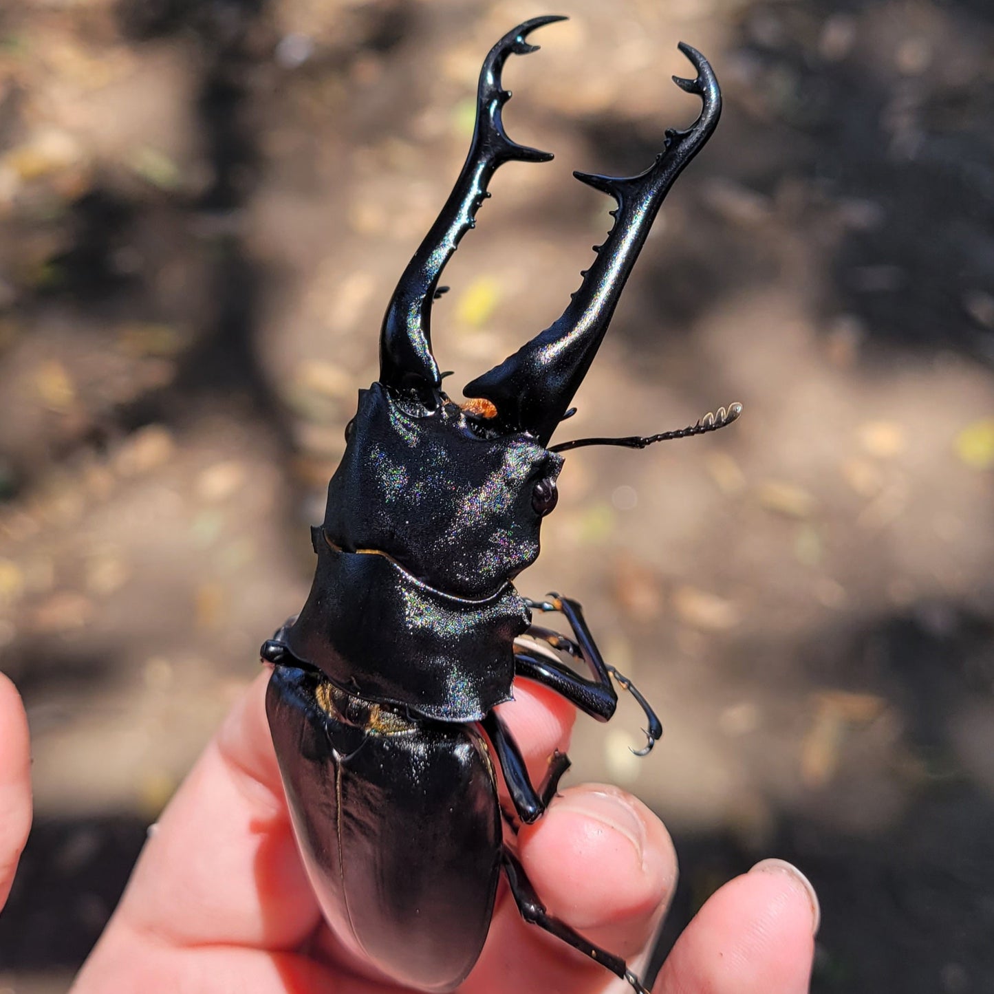 Giraffe Stag Beetle (Prosopocoilus giraffa keisukei)