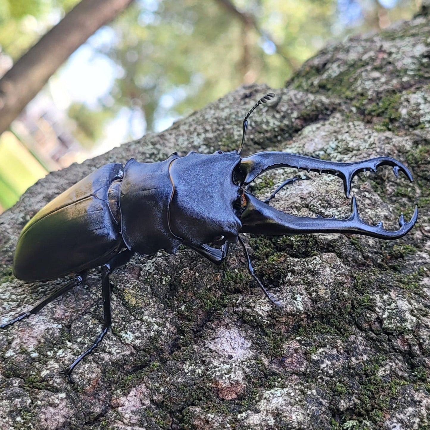 Giraffe Stag Beetle (Prosopocoilus giraffa keisukei)