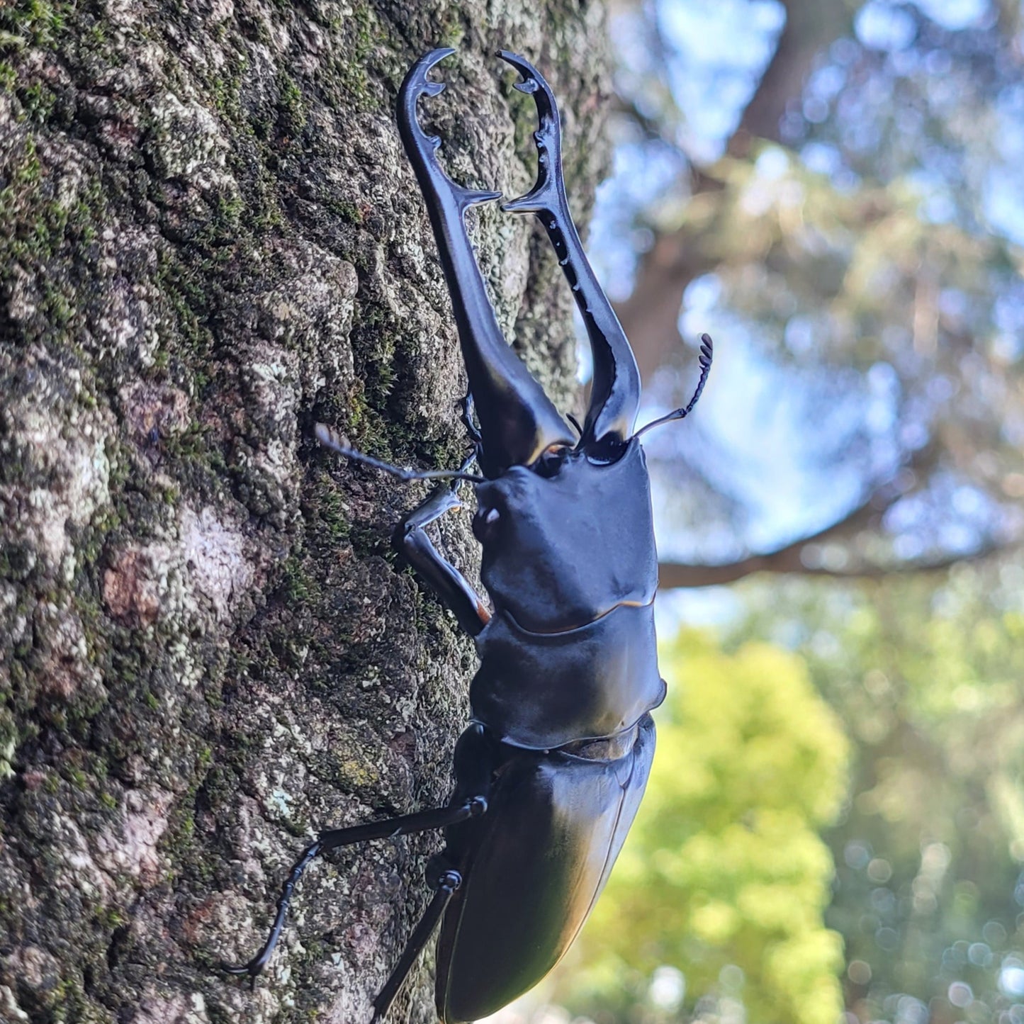 Giraffe Stag Beetle (Prosopocoilus giraffa keisukei)