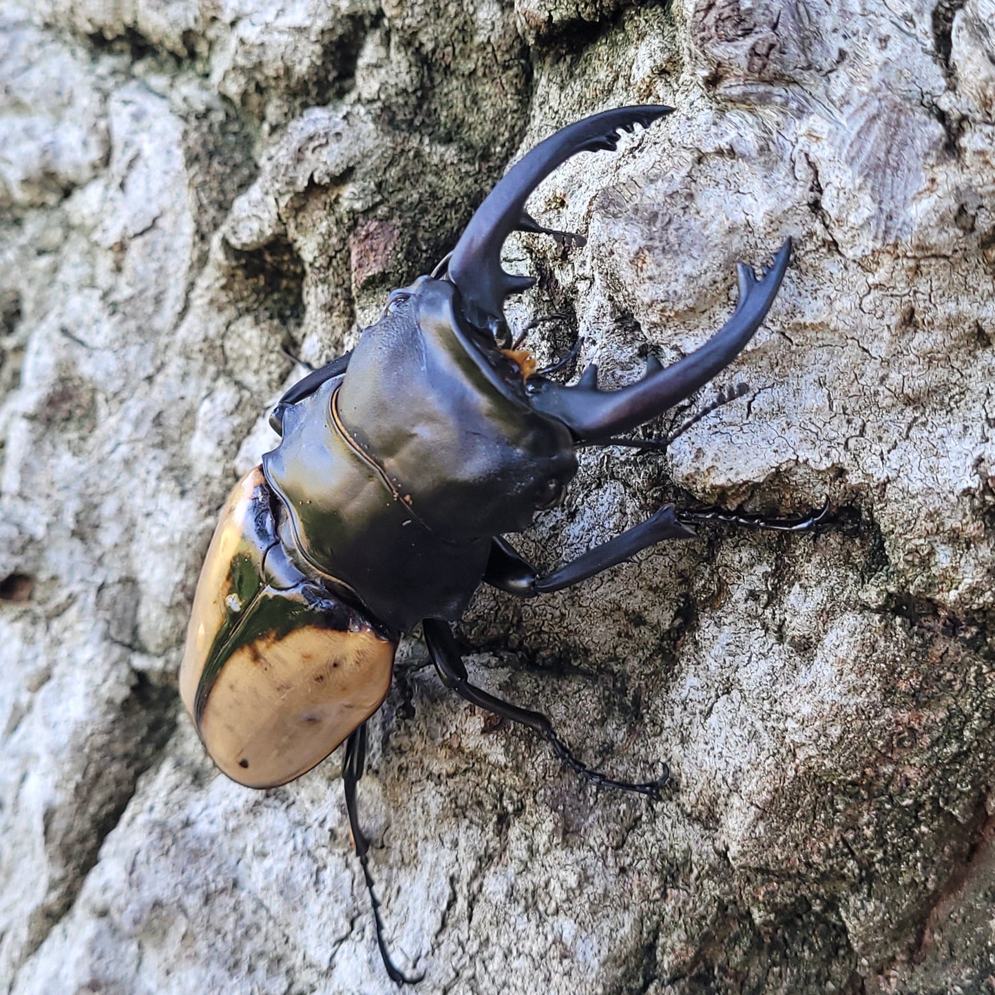 Overlord Ghost Stag Beetle (Odontolabis burmeisteri)