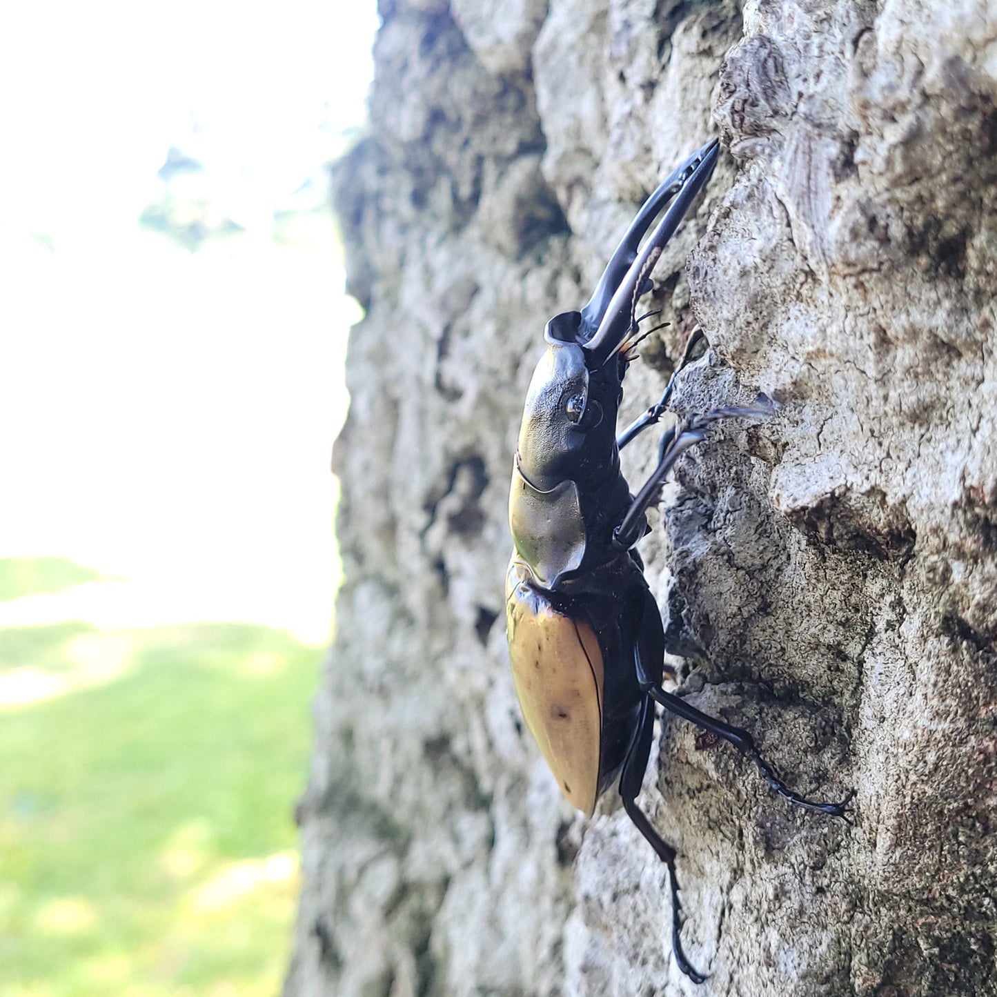 Overlord Ghost Stag Beetle (Odontolabis burmeisteri)