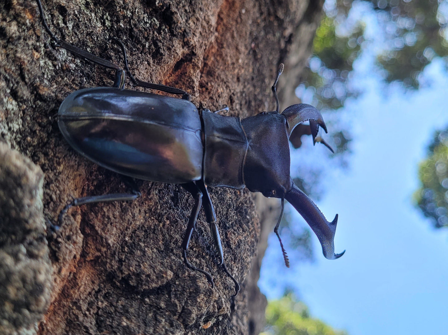 Hexarthrius mandibularus sumatra